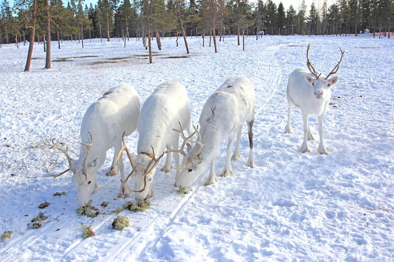 Ounasloma Holiday Cottages Enontekiö Dış mekan fotoğraf